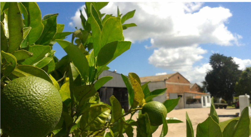 Filgueira • Intelivino