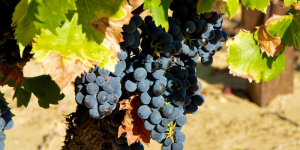 Julian Fong, CC BY-SA 2.0 , via Wikimedia Commons